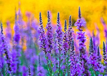 《一起开火车2：汽笛重鸣》Steam页面上线 支持简繁体中文